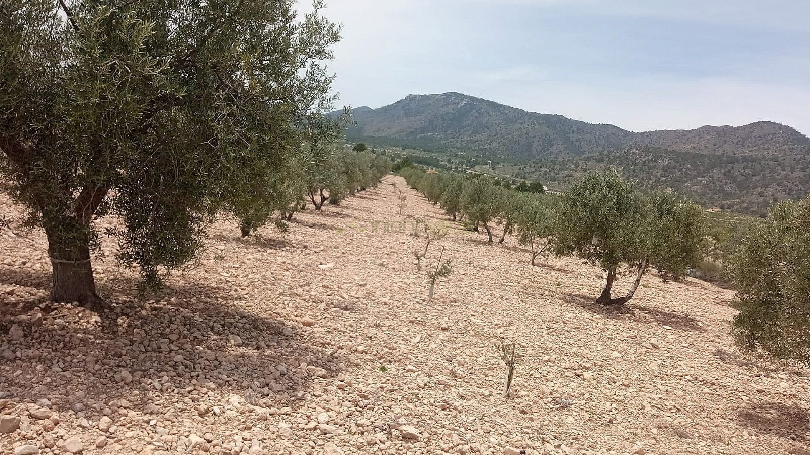 Grundstück in Salinas - Wiederverkauf - Inland Villas Spain