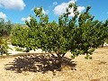 Groot landhuis, op loopafstand van de stad in Inland Villas Spain