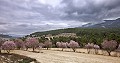 Finca de 7 chambres et 8 salles de bain à Alcoy in Inland Villas Spain