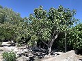 Prachtige villa met 4 slaapkamers en zwembad in Caudete in Inland Villas Spain