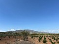 Large Parcel of Land with Olive Trees in Inland Villas Spain