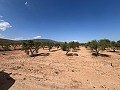 Großes Grundstück mit Olivenbäumen in Inland Villas Spain