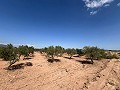 Stort stykke jord med oliventræer in Inland Villas Spain