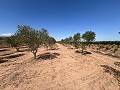 Stort stykke jord med oliventræer in Inland Villas Spain