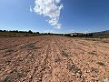 Large Parcel of Land with Olive Trees in Inland Villas Spain