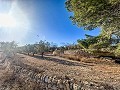 Groot huis op het platteland met percelen in Pinoso in Inland Villas Spain