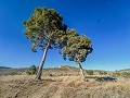 Groot huis op het platteland met percelen in Pinoso in Inland Villas Spain